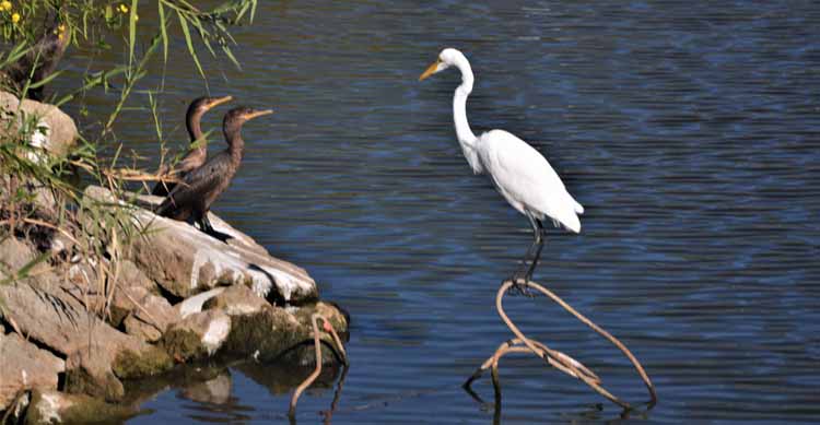 shorebirds